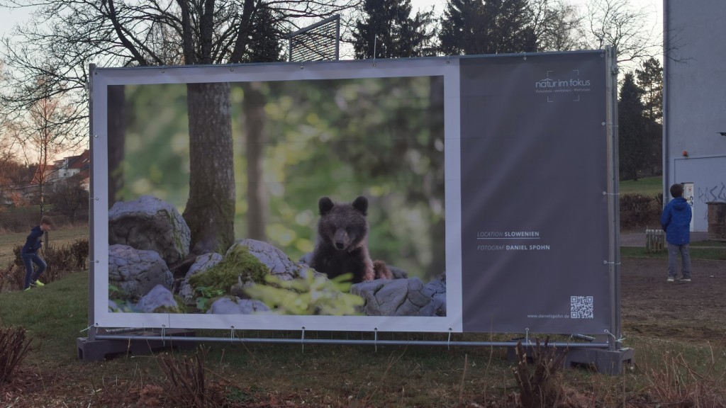 Das Foto von Daniel Spohn zeigt einen jungen Bären in Slowenien (Foto: Jula Becker-Maleska)