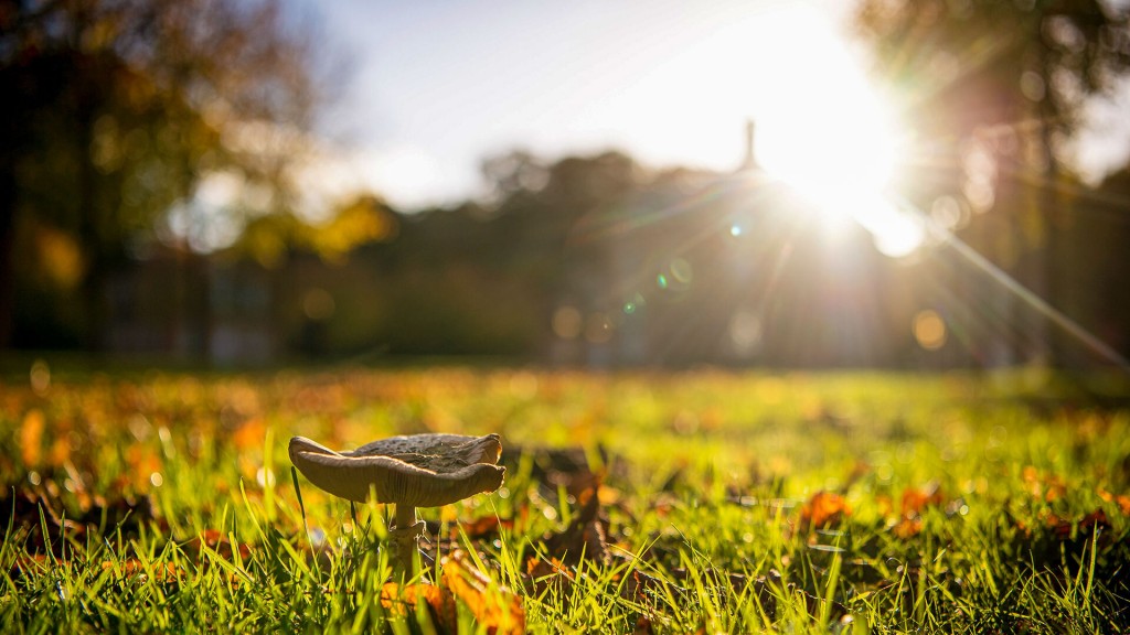Ein Pilz steht auf der Wiese in warmer Herbstsonne