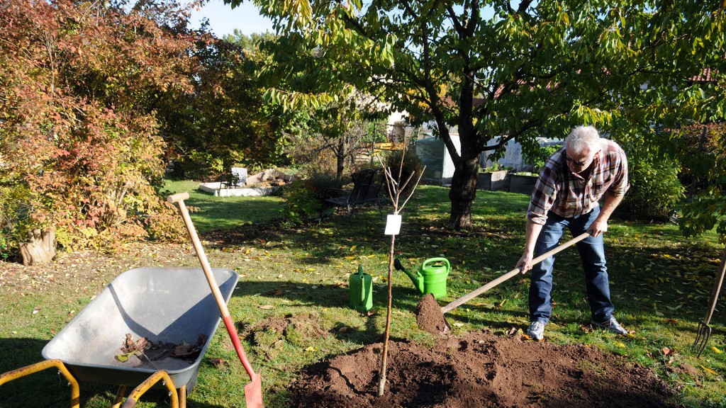 Ein älterer Herr pflanzt einen jungen Baum in seinen Garten