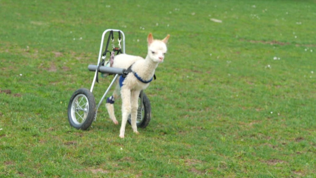 Alpaka-Baby Marie Hope in ihrem Rollstuhl (Foto: SR/Felix Schneider)
