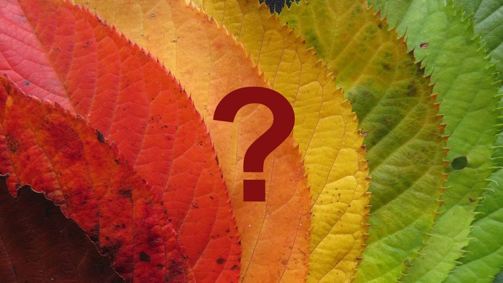 Fragezeichen über buntem Herbstlaub (Foto: SR 1/Pixabay/bluemorphos)