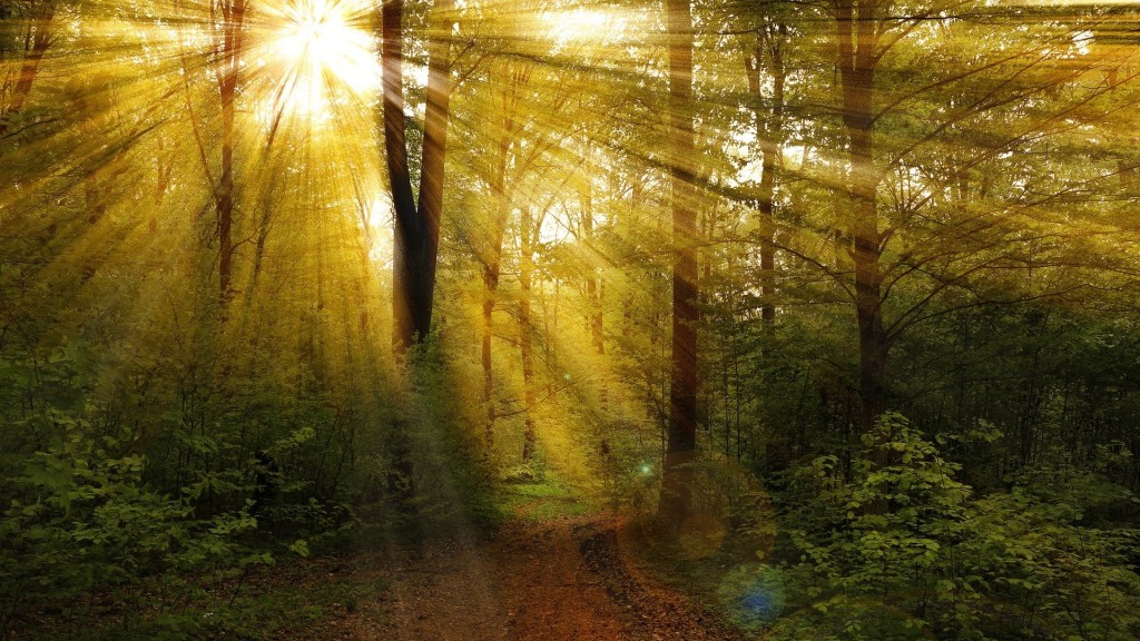 Sonnenstrahlen fallen im Wald durch Äste hindurch. (Foto: Pixabay / Valiphotos)