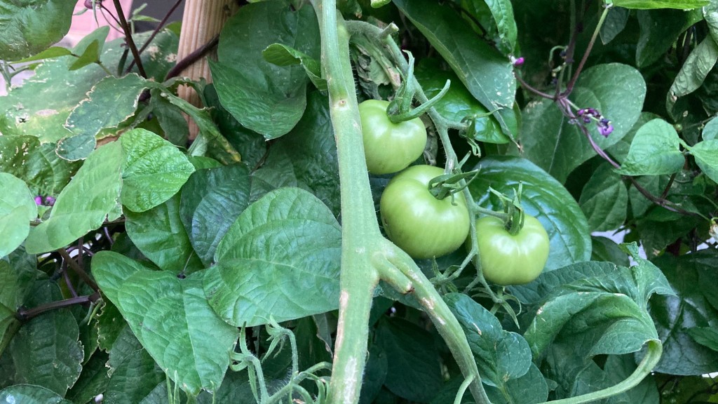 Grüne Tomaten hängen an einer Tomatenpflanze