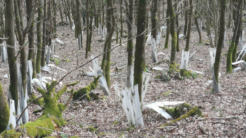 Foto: Plastik im Wald