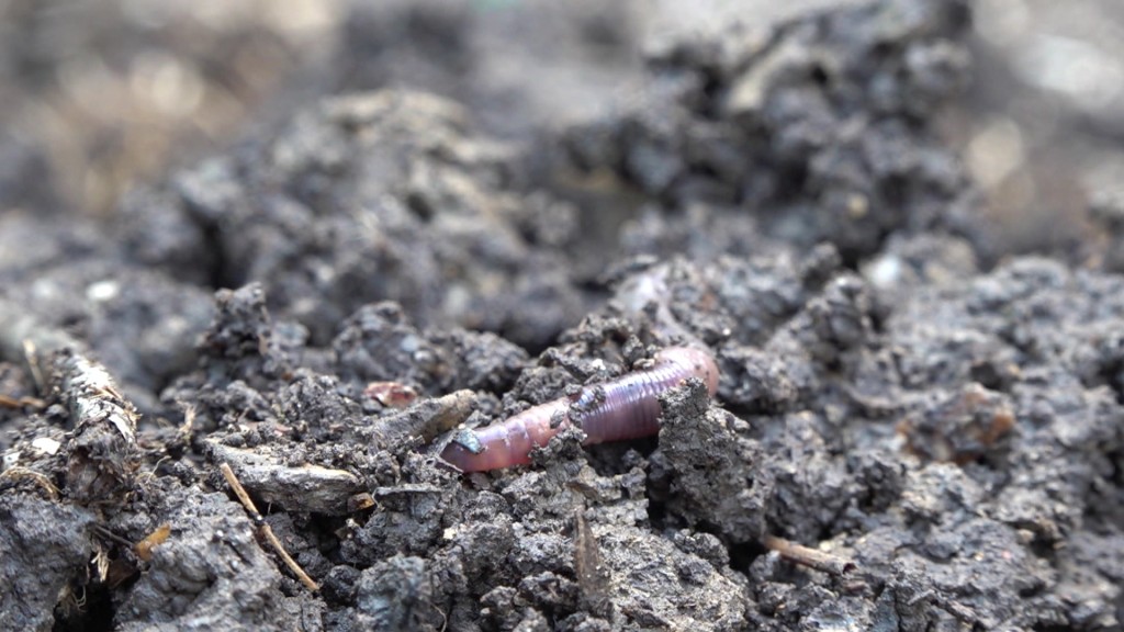 Foto: Kompost im eigenen Garten