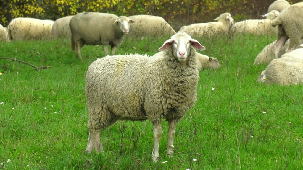 Schafe auf einer grünen Weide