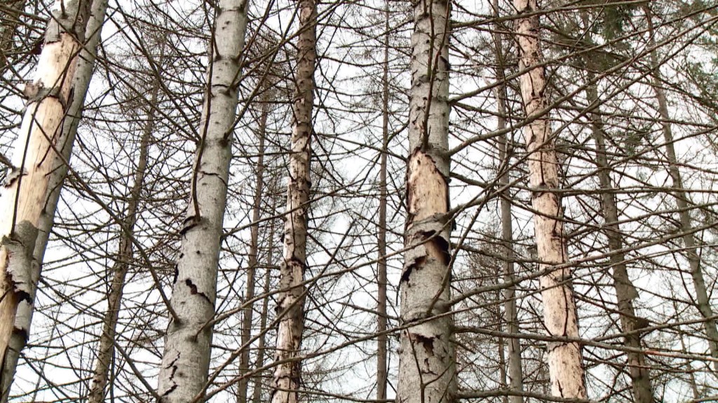 Foto: Tote Birkenstämme