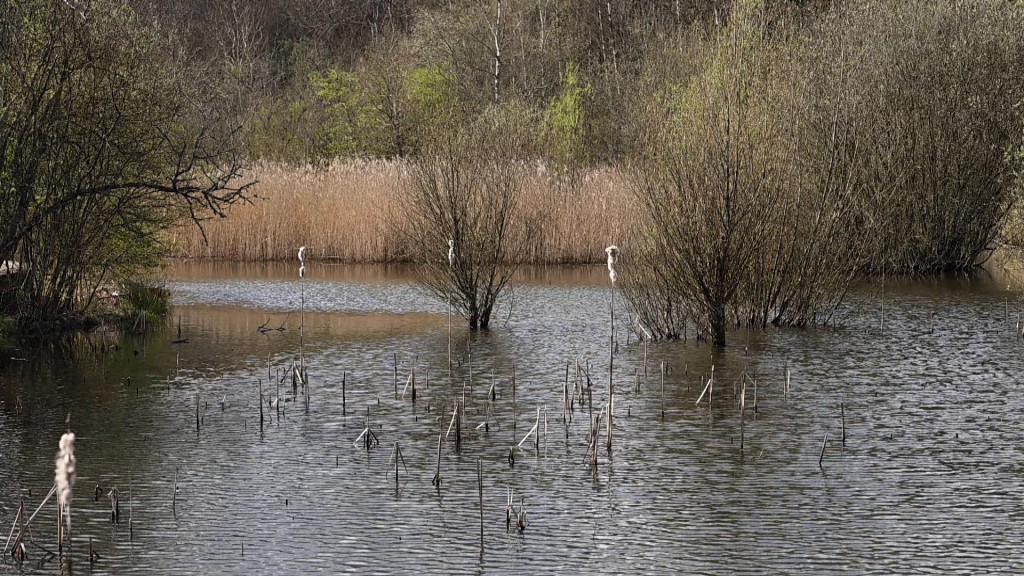 Foto: ein Weiher am 12-Weiher Weg