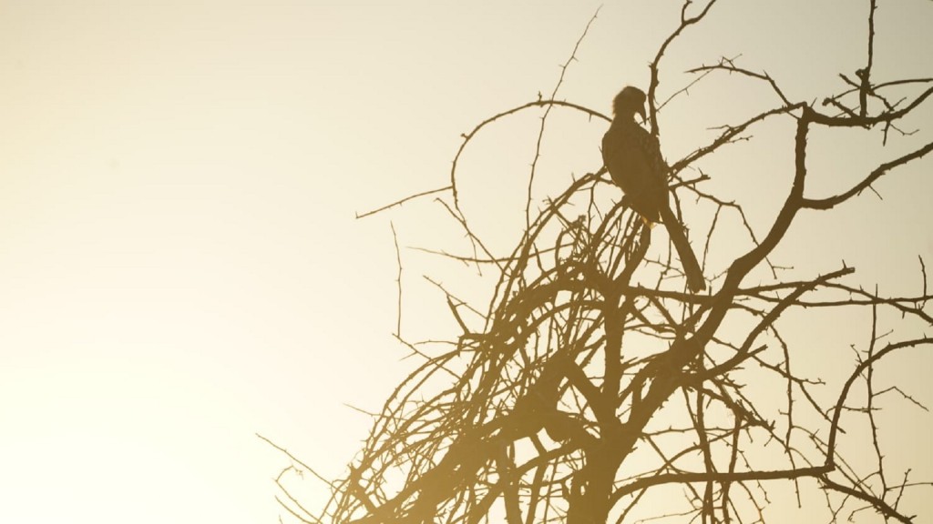 Ein afrikanischer Vogel auf einem Baum