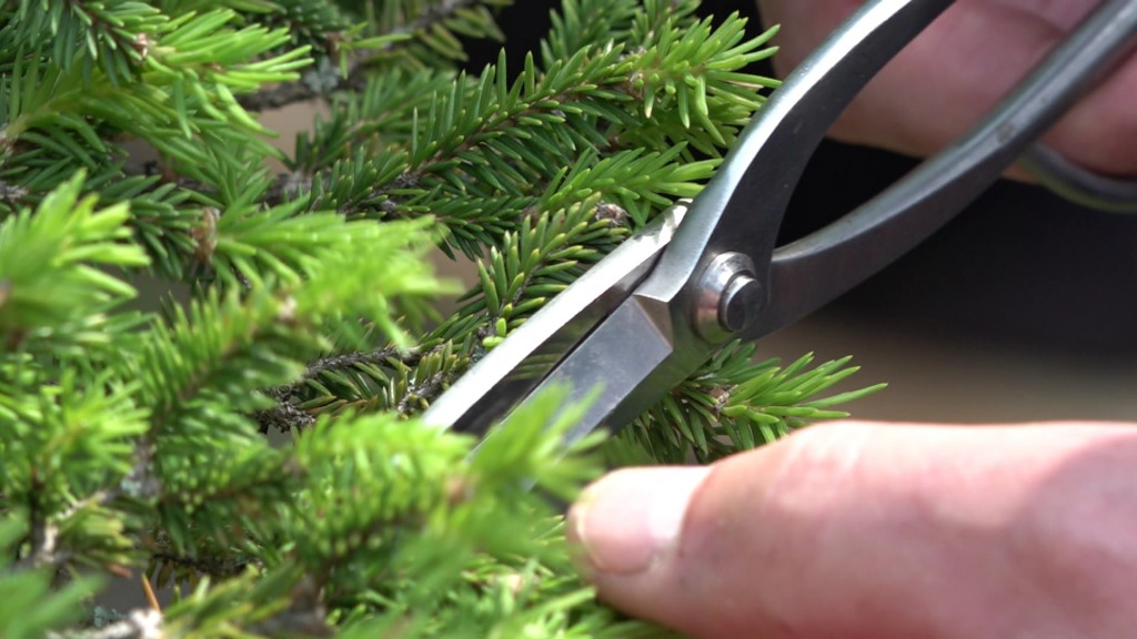 Foto: Nahaufnahme Bonsai