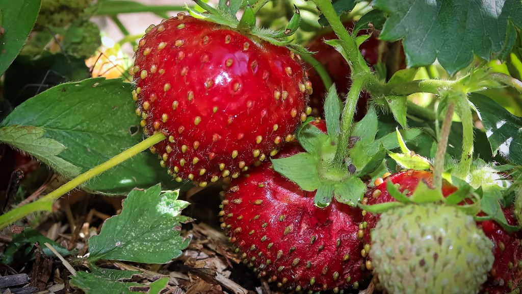 Erdbeeren vor der Ernte 