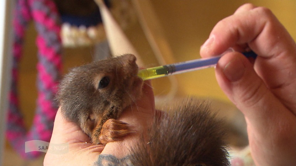 Foto: Eichhörnchen wird mit gefüttert