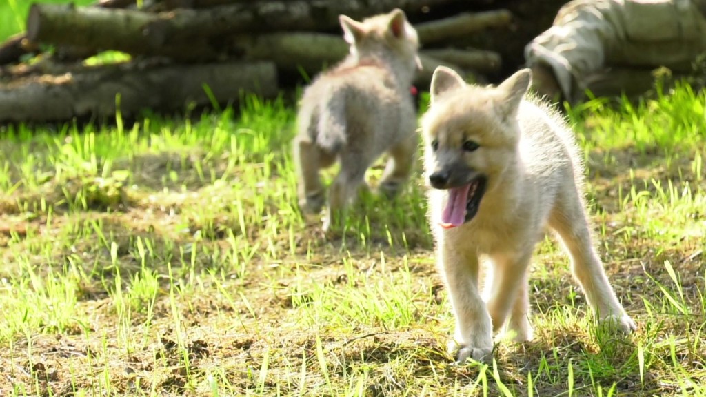 Kleine Polarwölfe - Nachwuchs eines früheren Wurfs im Wolfspark