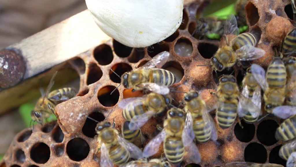 Foto: Bienen