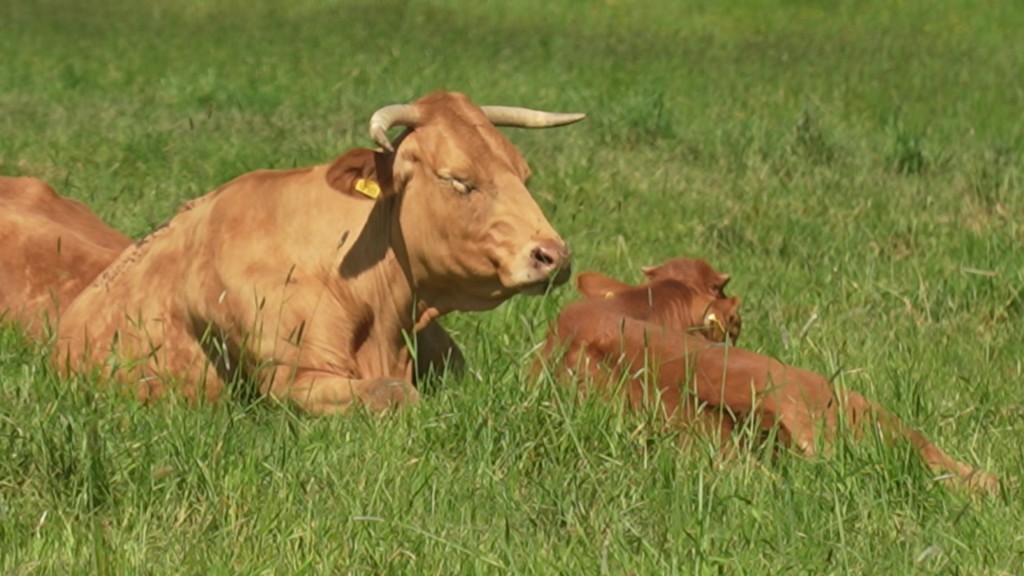 Foto: Glandrind mit Kalb