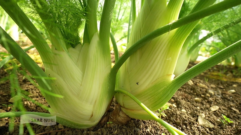 Foto: Fenchel