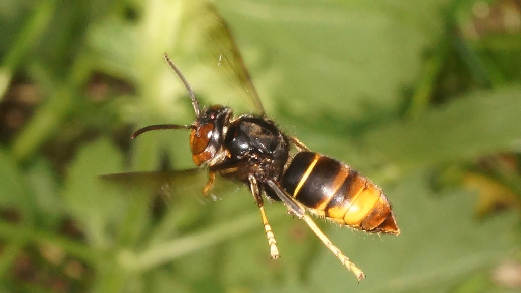 Eine Asiatische Hornisse im Flug