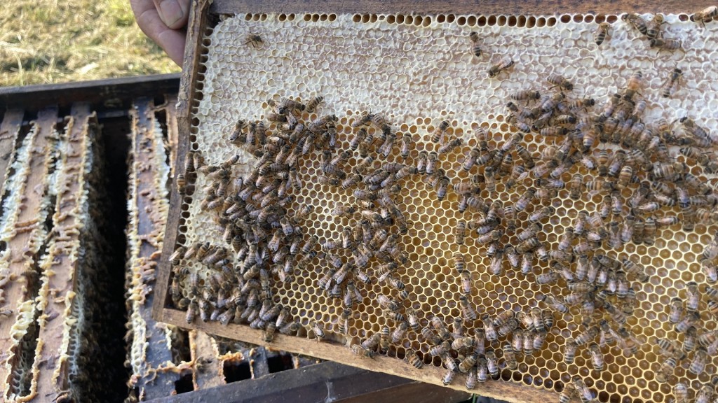 Honigbienen