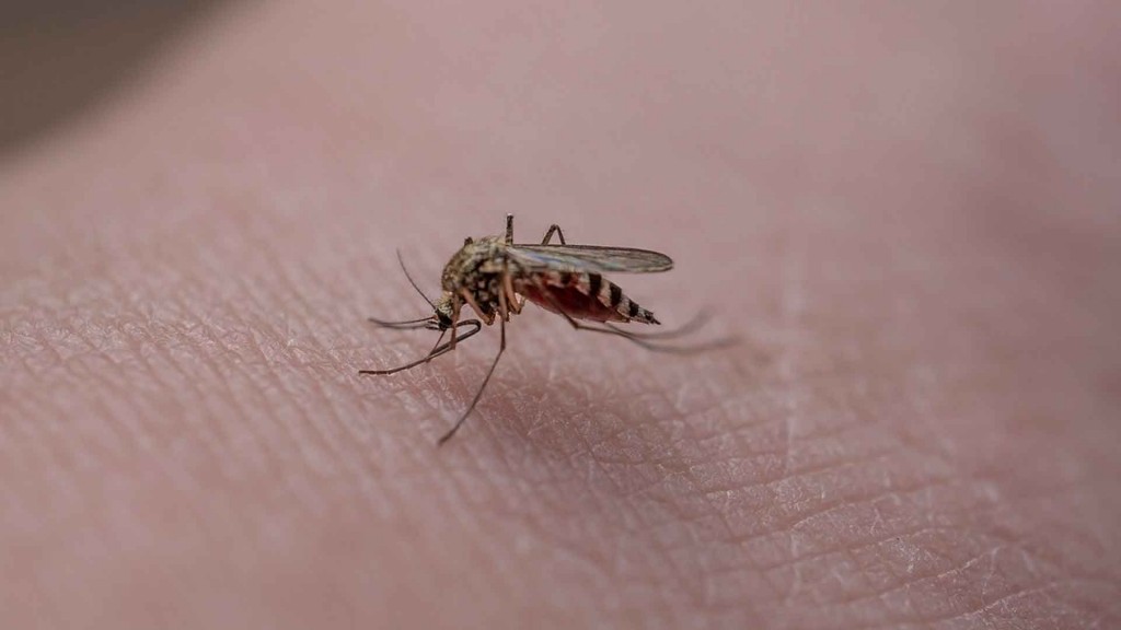 Mosquito auf der Haut