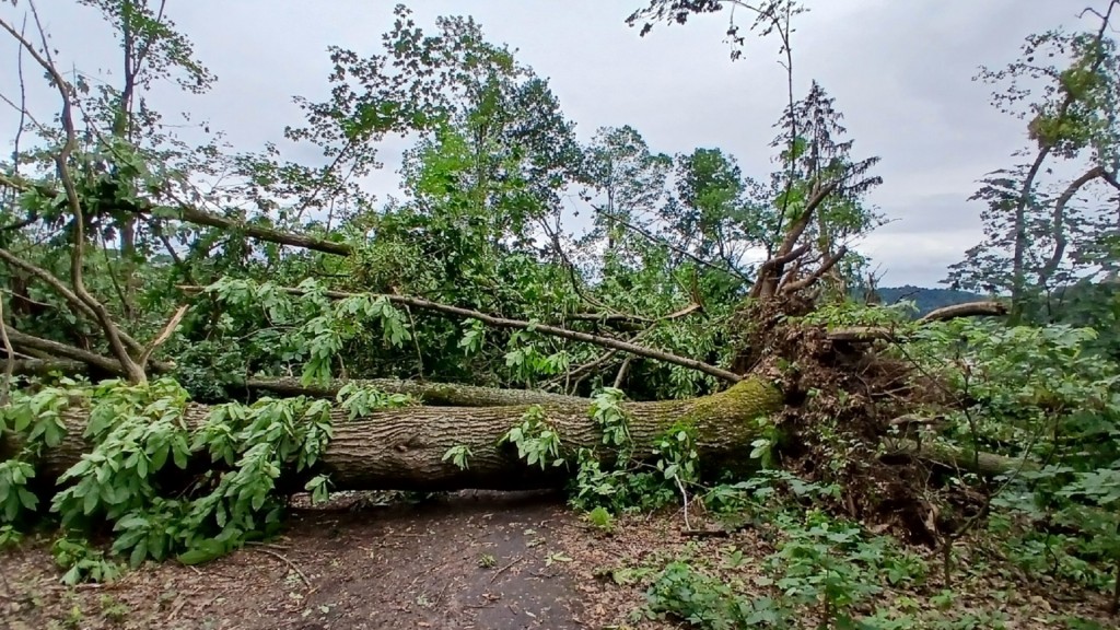 Umgestürzte Bäume am Kaninchenberg in Saarbrücken