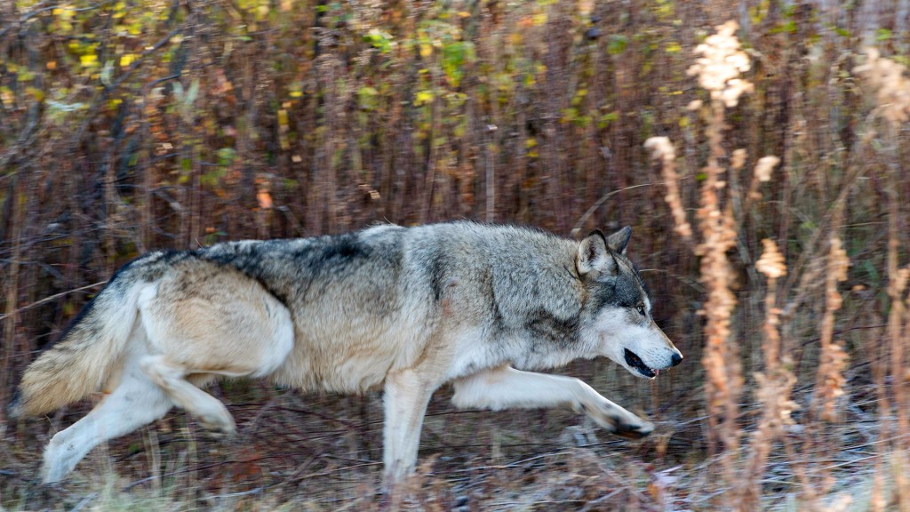 Ein grauer Wolf streift durch Gebüsch