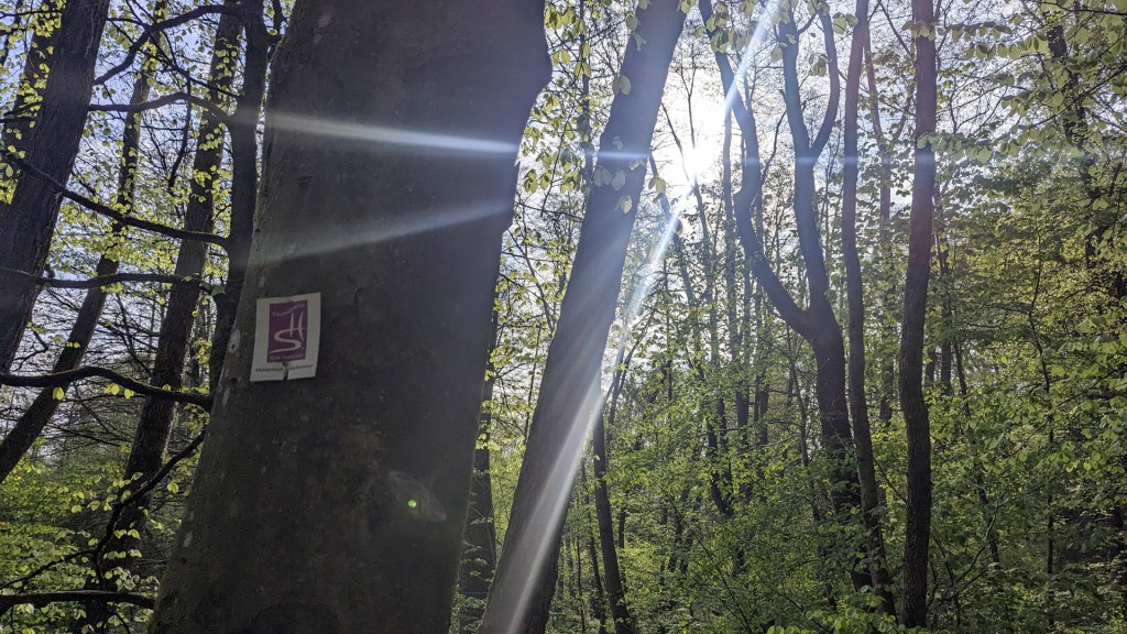 Mühlenbach-Schlucht-Tour in Saarwellingen