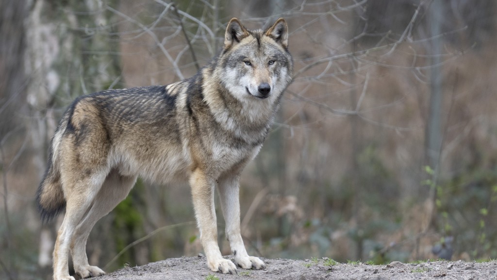 Ein Wolf steht auf einer kleinen erdigen Anhöhe im Wald und überblickt das Revier