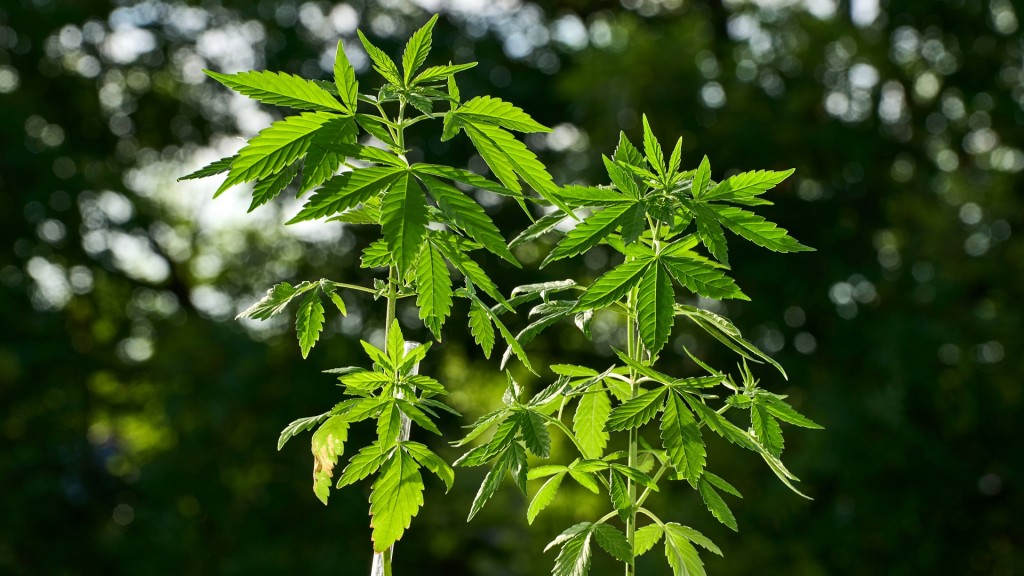 Zwei Cannabispflanzen in Blumentöpfen