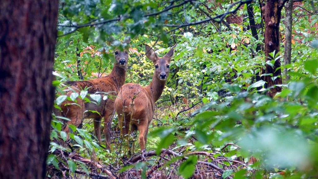 Rehe stehen in einem Waldstück