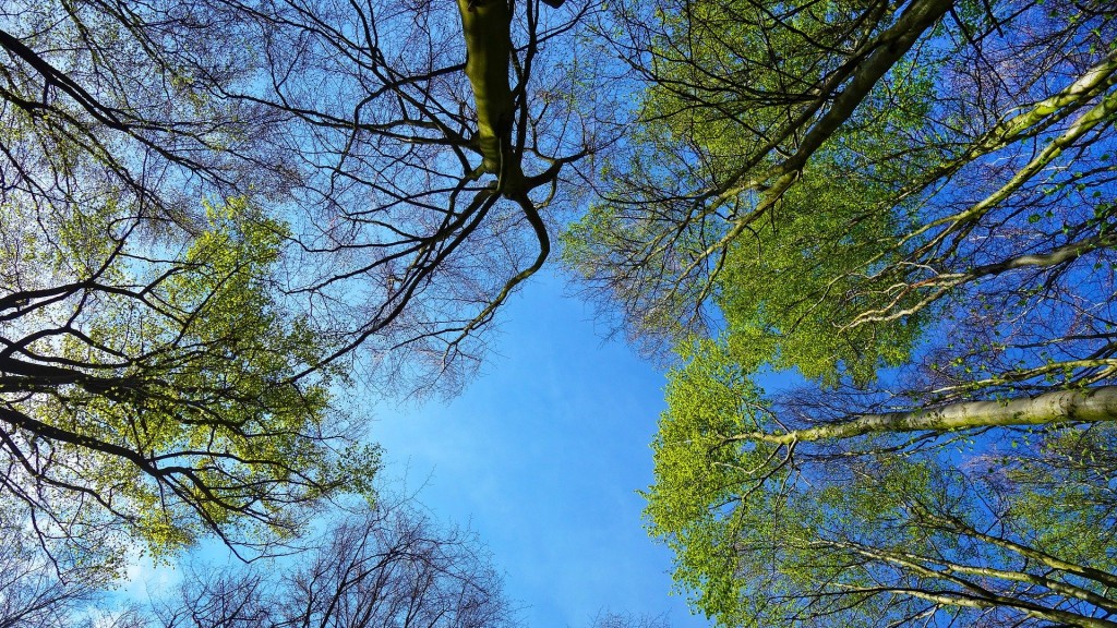 Foto: Baumkronen von unten abgebildet