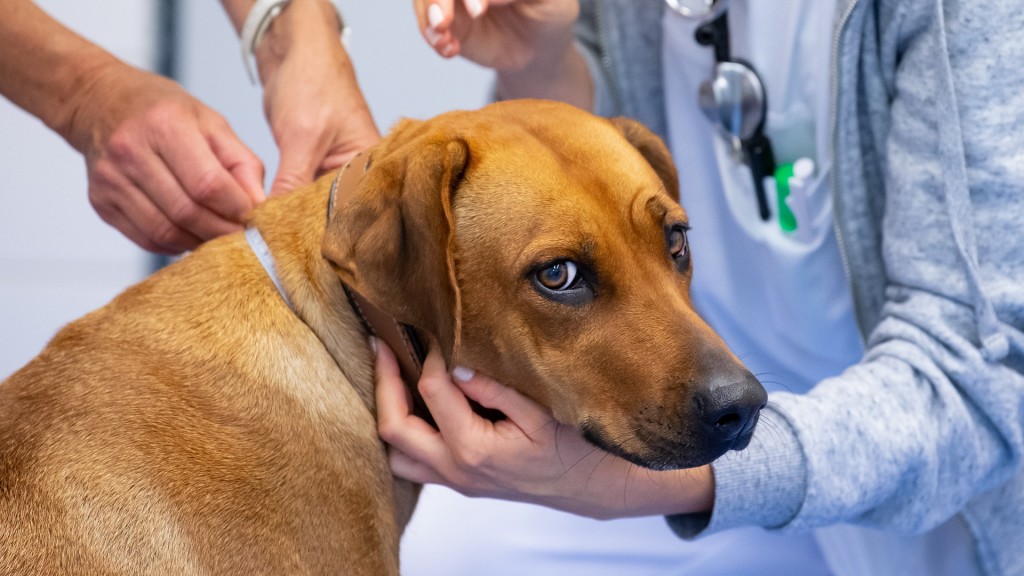 Foto: Ein Hund wird in einer Praxis von einer Tierärztin untersucht.