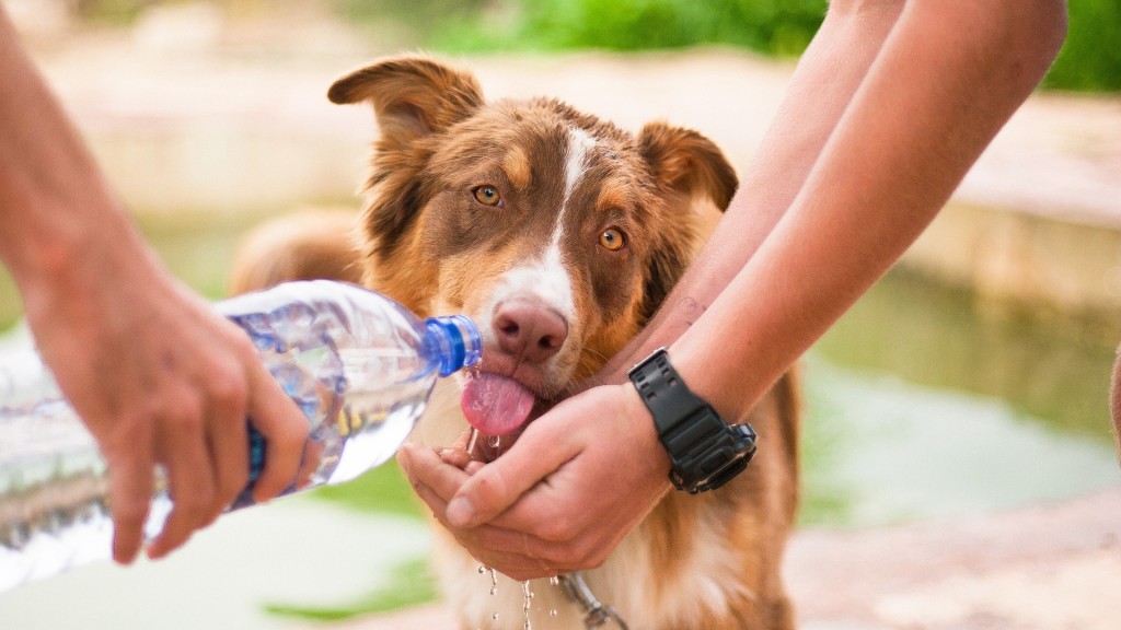 Hund ist am trinken