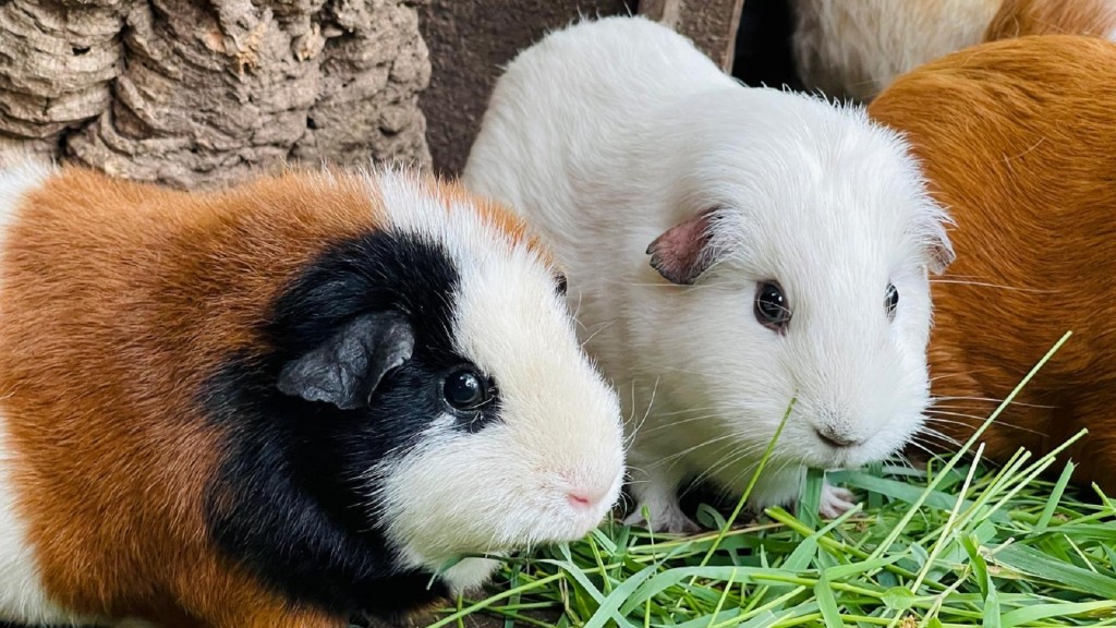 Meerschweinchen beim Fressen 