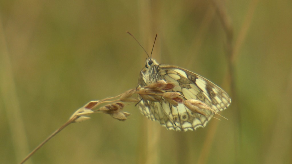 Foto: Schmetterling