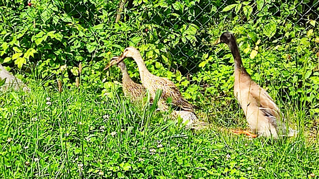 Laufenten in einem Garten 