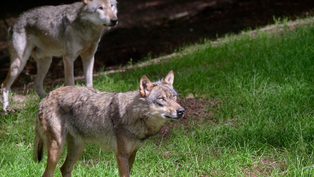 Ein Wolf steEuropäischer Grauwolfht im Wald