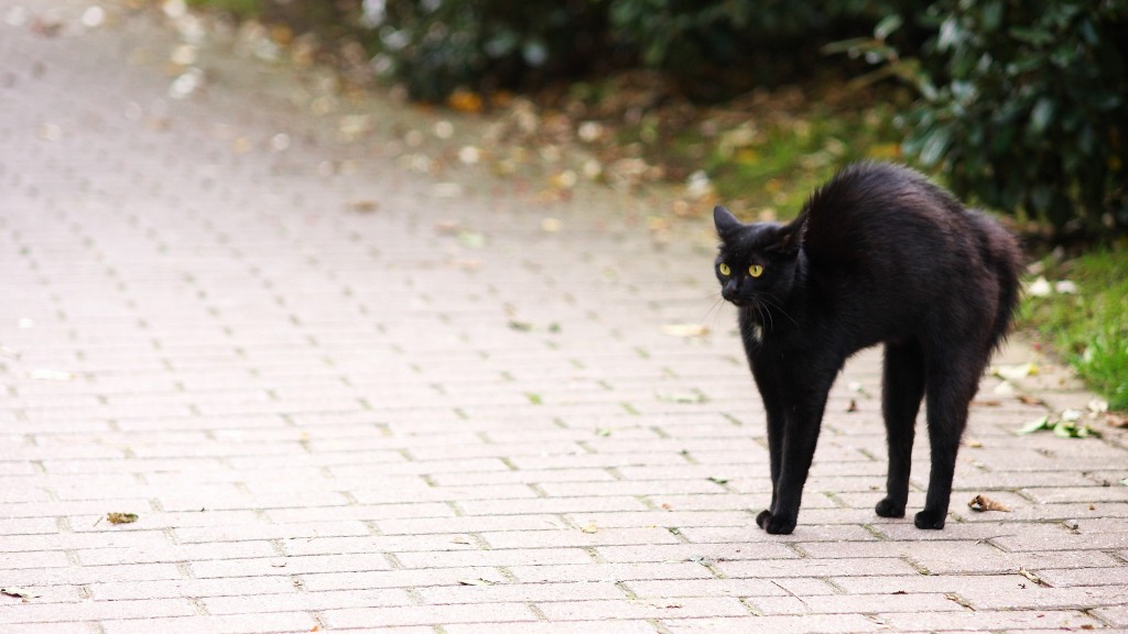 Eine schwarze Katze