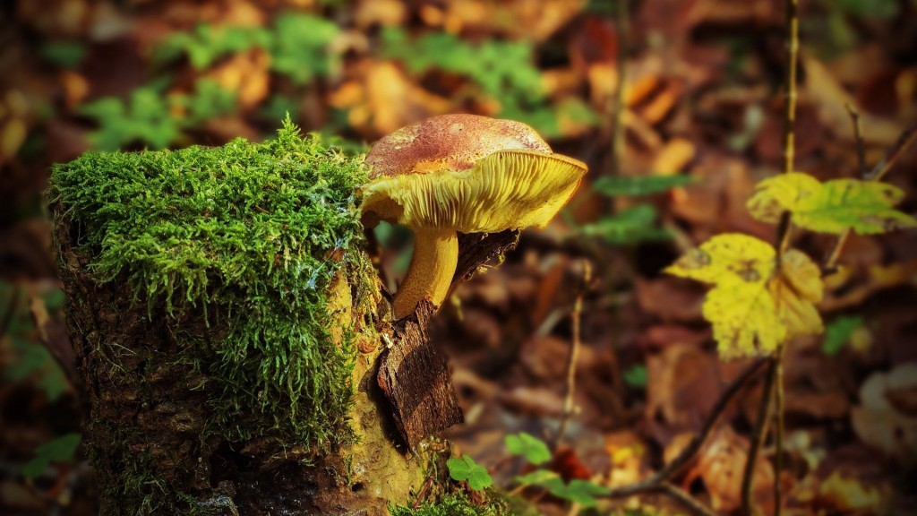 Ein Baumstumpf mit Pilz