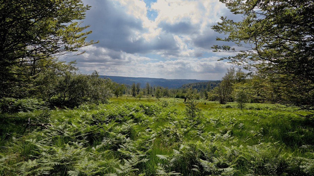 Foto: Hochmoor im Hunsrück