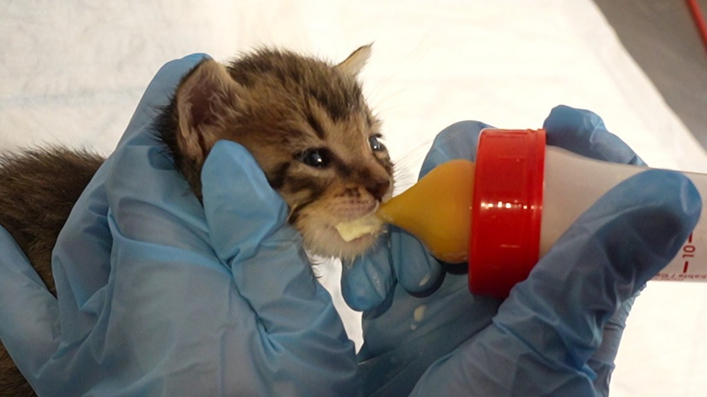 Foto: Eine Baby-Katze wird gefüttert