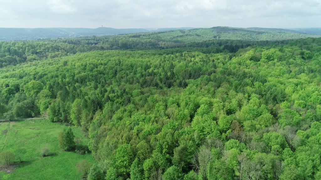 Luftaufnahme Wald