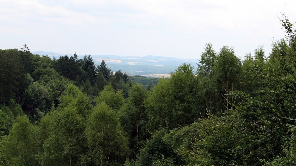 Blick auf ein Waldgebiet in Weiskirchen.