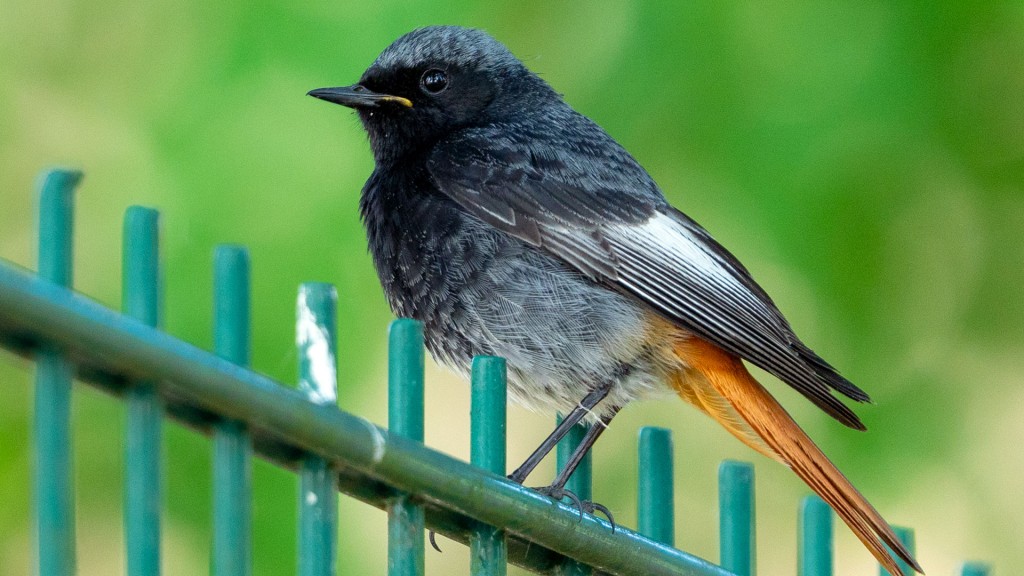 Ein Hausrotschwanz sitzt auf einem Gartenzaun