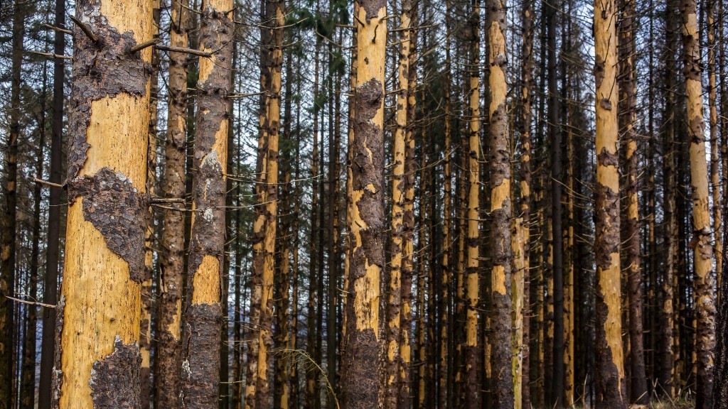 Foto: Geschädigte Fichten