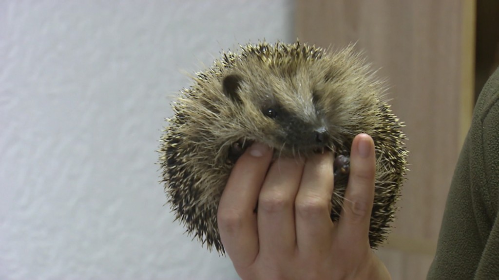 Foto: Igel