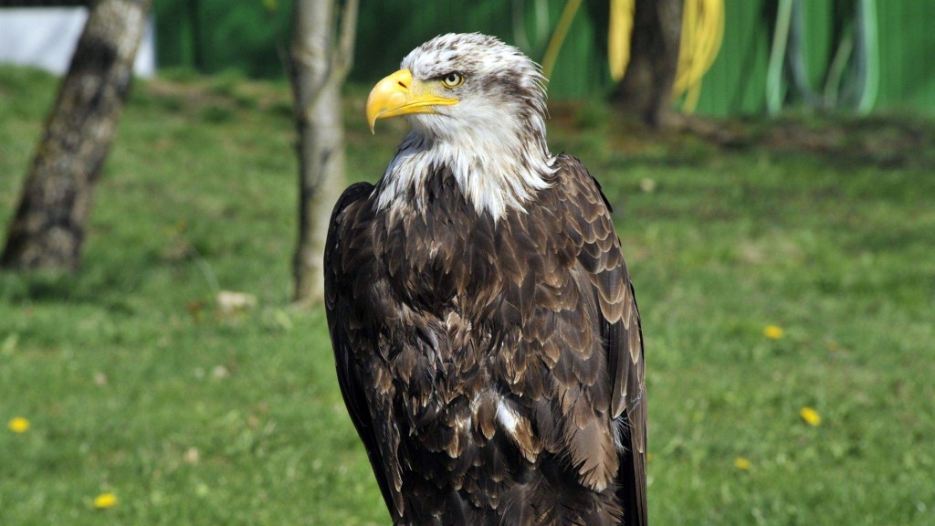 Weißkopfadler Ben aus der Falknerei Neunkirchen Zoo