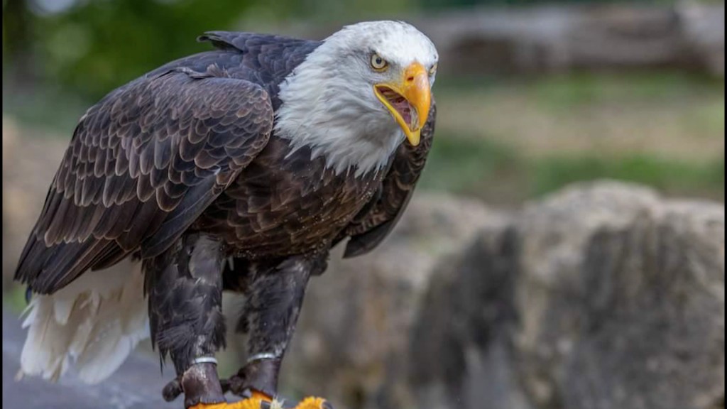 Weißkopfseeadler 