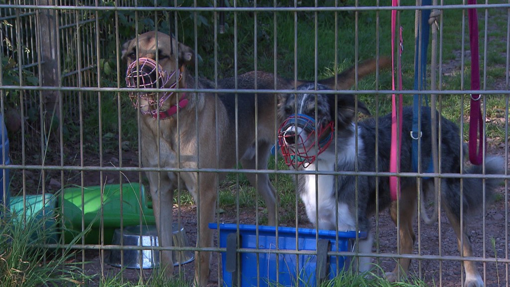 Foto: Hunde in einem Zwinger