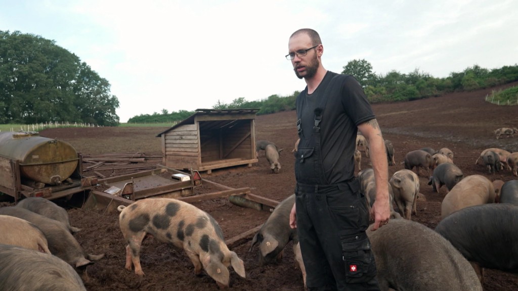 Foto: Landwirt mit Schweinen