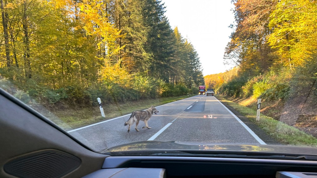 Foto: Wolfhund auf Straße